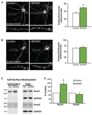 SPARC and GluA1-Containing AMPA Receptors Promote Neuronal Health Following CNS Injury